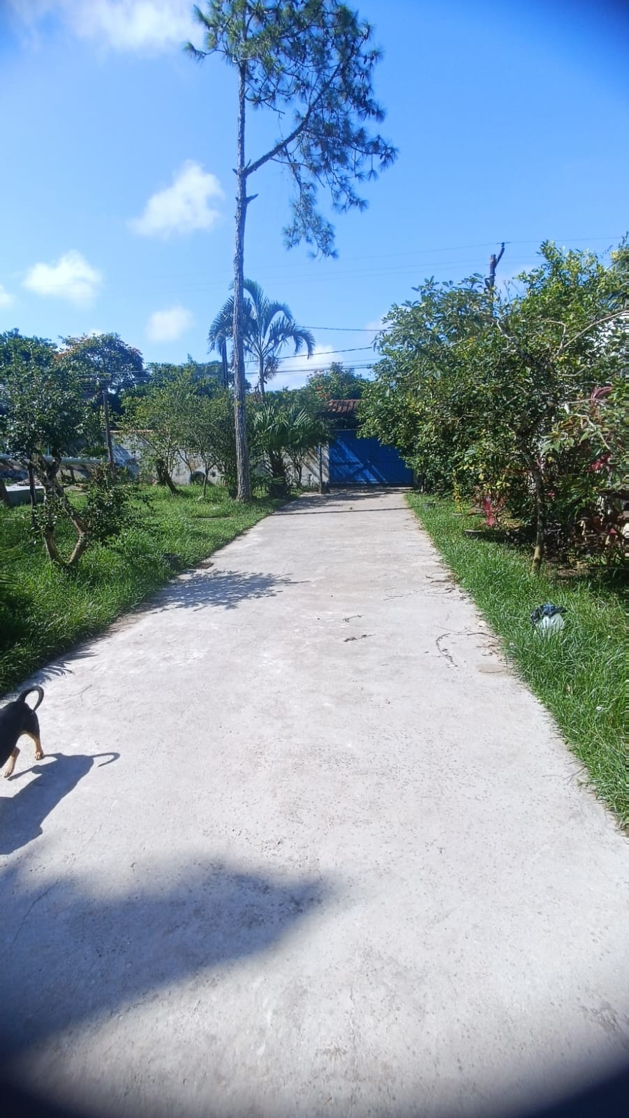 CHACARA NO BAIRRO PARANAPUAN - ITANHAÉM - LADO MORRO - 450 METROS DA RODOVIA - foto 16